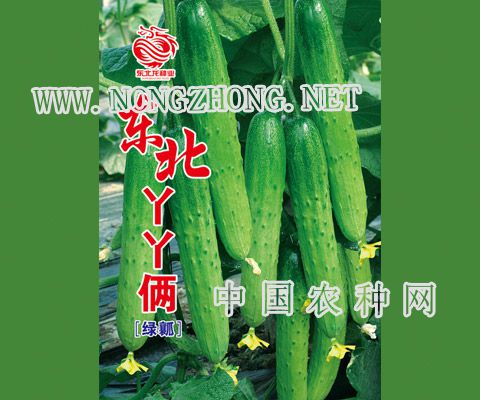 东北丫丫俩